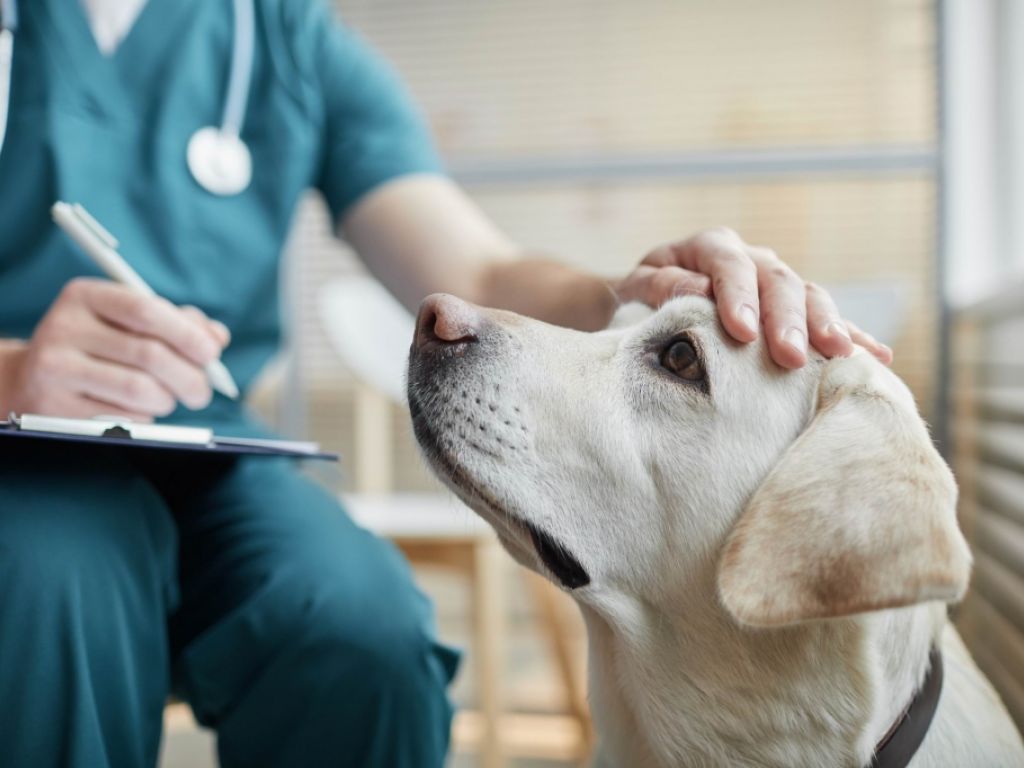 Veterinary Clinic for Sale � South Shore of Montreal