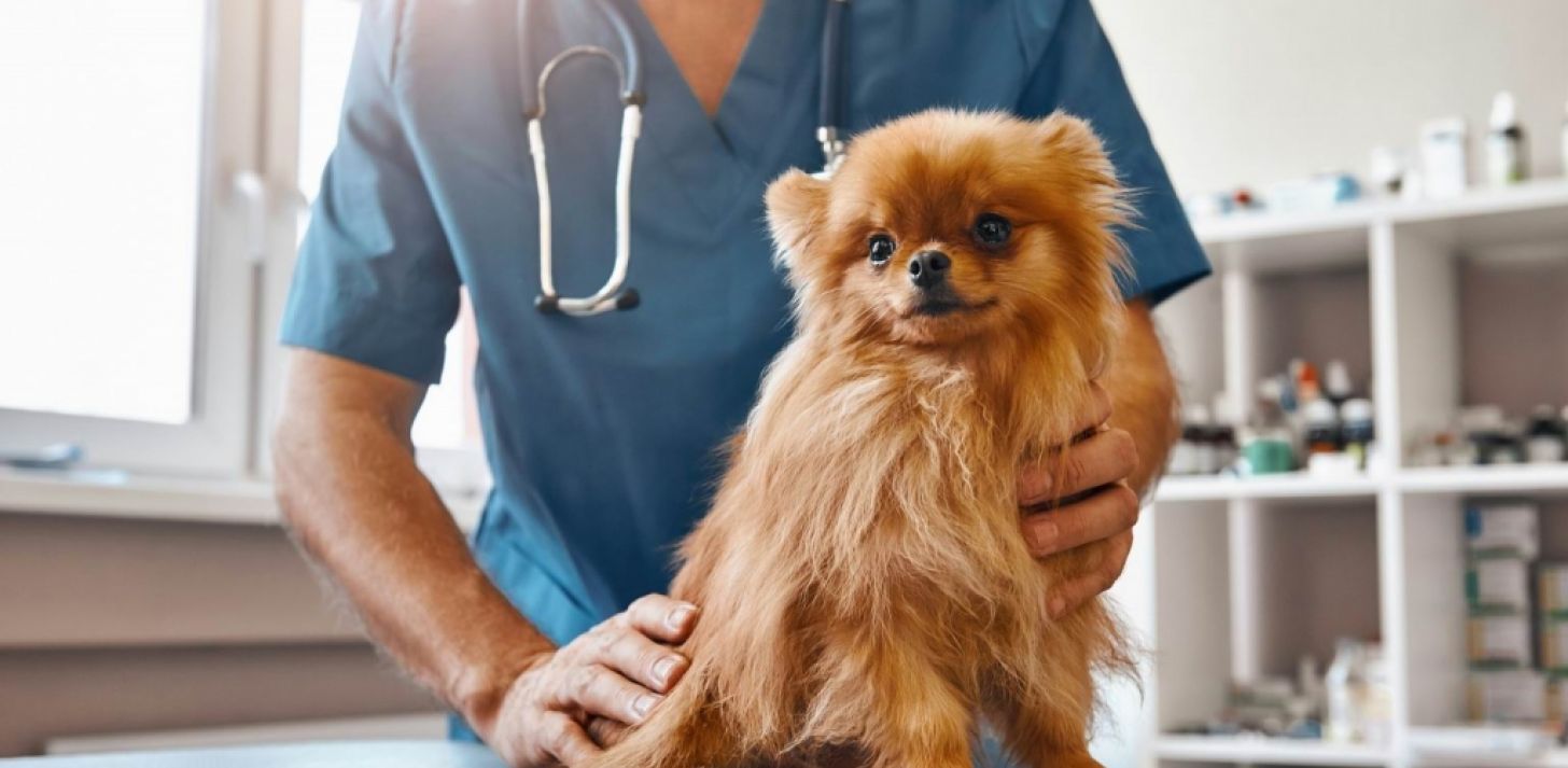 Veterinary Clinic for Sale  South Shore of Montreal - For Sale